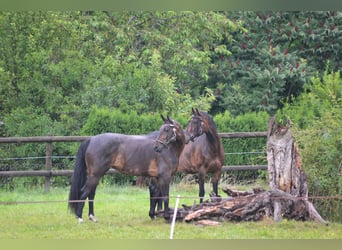 Paardenwoning met 3,3 hectare weiland in Zwitserland (nabij St. Gallen)