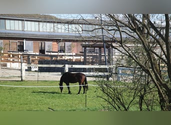 Paardrijcentrum bij Dresden - deelgebied