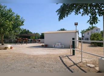 Paardrijcentrum in Castellón // Centrum voor paardensport in Castellón Sur