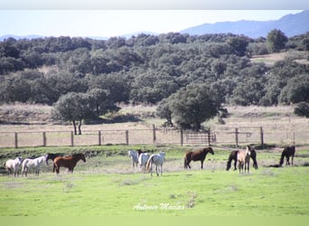 Prachtig landgoed volledig uitgerust voor paarden