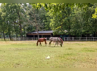 Prachtige landelijke villa met gezinstuin en graslanden op 32.558m² te Lochristi | België