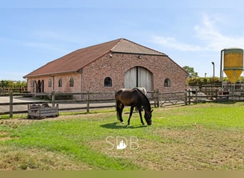 Prachtige landelijke woning met hippische accommodatie op 25.910m² te Antwerpen | België