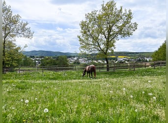 Privé ruiterfaciliteit met panoramisch uitzicht, vlakbij Bonn en Koblenz!