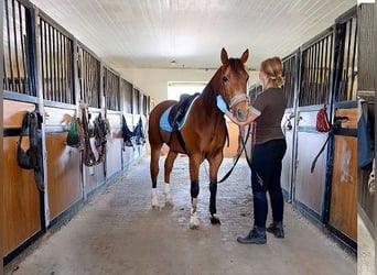 Professionelles Reitsportzentrum NRW