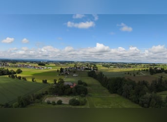 Rarität im OÖ Salzkammergut,  Nähe Gmunden, Österreich 