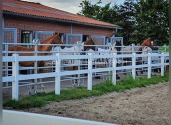 Reitanlage in idyllischer Lage im Ammerland