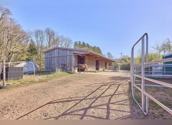 Reitanlage in Rheinland-Pfalz – moderner Aktivstall im Donnersbergkreis!