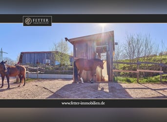 Reitanlage in Rheinland-Pfalz – moderner Aktivstall im Donnersbergkreis!