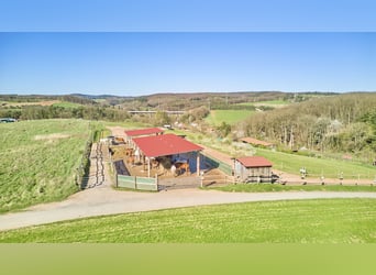Reitanlage in Rheinland-Pfalz – moderner Aktivstall im Donnersbergkreis!