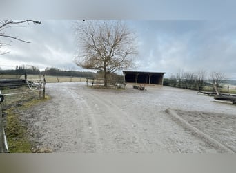 Reitanlage mit Wohnhaus, arrondierten Flächen und moderner PV-Anlage