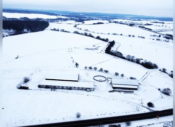 RESERVIERT: Reitanlage mit Reiterstube – Alleinlage inmitten Südthüringer Natur + perfekte Anbindung