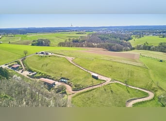 Ruiterfaciliteit in Rijnland-Palts – in de Donnersbergkreis met een actiefstall en een splinternieuw