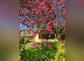 Ruiterfaciliteit met binnenbak in het Werradalen – privé paardenparadijs op 6359 m²