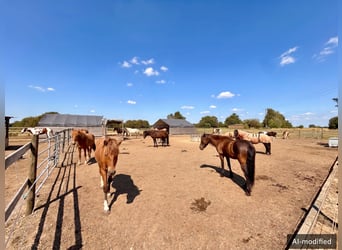 Ruiterfaciliteit met overdekte rijhal en buitenbak in panoramisch landschap - Landkreis Osnabrück