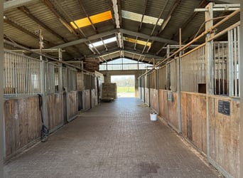 Ruiterfaciliteit met overdekte rijhal voor ambitieuze ruiters en een leven met paarden. Tot 60 paard