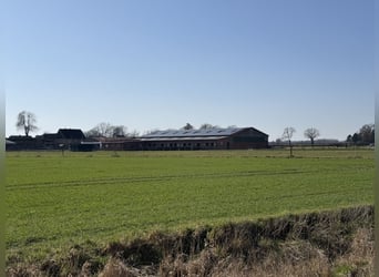 Ruiterfaciliteit met overdekte rijhal voor ambitieuze ruiters en een leven met paarden. Tot 60 paard