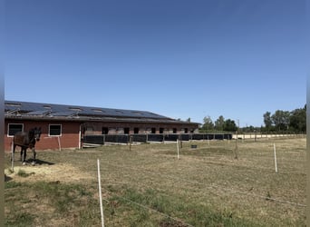 Ruiterfaciliteit met overdekte rijhal voor ambitieuze ruiters en een leven met paarden. Tot 60 paard