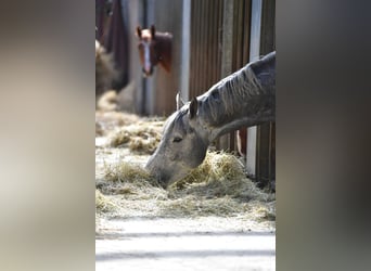 Seele baumeln lassen mit Ihren liebsten Vierbeinern im wunderschönen naturnahen Schlossgestüt Gadow