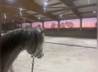 Sieraad in het Altmühltal – Hoogwaardig gerenoveerde boerderij met een kleine, moderne ruiterfacilit