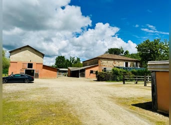 Sportstal

(Note: "Ecurie de sport" translates to "sport stable" or "sport riding school" in French.