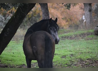 Stal in (semi-)vrijheid, wij garanderen gelukkige paarden.