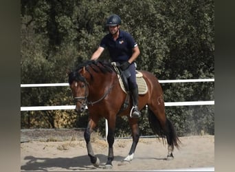 Stal in (semi-)vrijheid, wij garanderen gelukkige paarden.