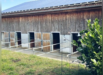 Stalltrakt oder Paddockboxen mit Freilauf für Selbstversorger auf Reitanlage 