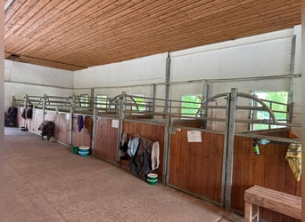 Stalltrakt oder Paddockboxen mit Freilauf für Selbstversorger auf Reitanlage 