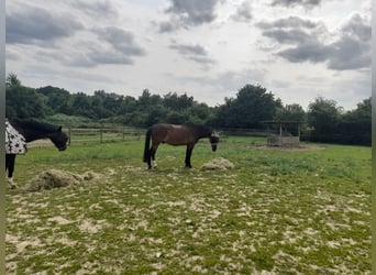 Stalltrakt oder Paddockboxen mit Freilauf für Selbstversorger auf Reitanlage 