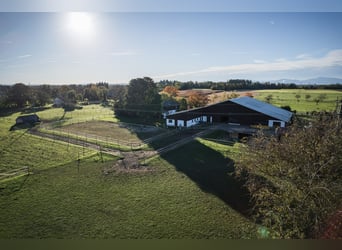 TOP Pferdehof in Auggen / Markgräflerland