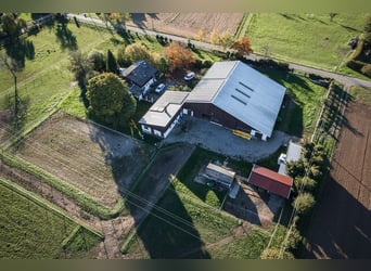 TOP Pferdehof in Auggen / Markgräflerland