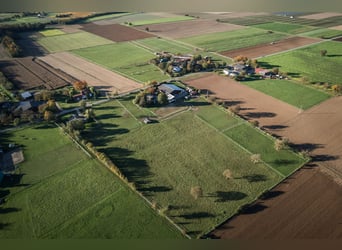 TOP Pferdehof in Auggen / Markgräflerland