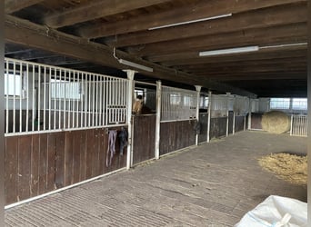 TOP Pferdehof in Auggen / Markgräflerland