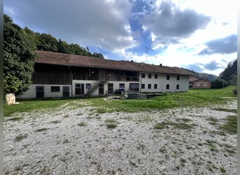 Uniek paardenbedrijf op een idyllische, afgelegen locatie – circa 4 hectare eigen land, twee woonhui