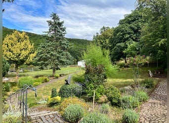 Uniek paardenpension in de Pfalz – 5,8 hectare, woning, stallen, binnenbak, buitenrijbaan, weiden