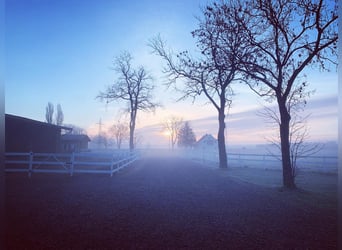Vakantie met het paard 5*