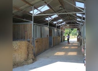 Veelzijdig ruitersportcentrum in het hart van Brie