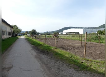 Vergabe der Reitsportanlage Monaise im Erbbaurecht