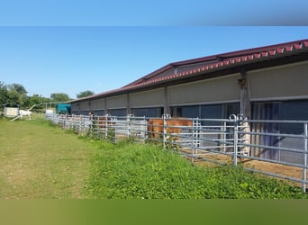 Vielseitig nutzbare Reitanlage in der Metropolregion Rhein-Neckar