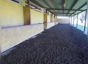 Volledig uitgeruste paardenboerderij – 24 ha – Cáceres