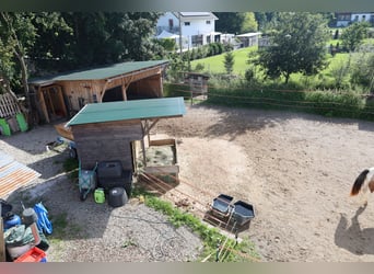 Vrijstaand nieuwbouwhuis met 2,5 wooneenheden *Paardenhouderij* 1786 m² *zonder commissie*