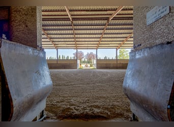 Winstgevende paardenstallen - Transitbedrijf