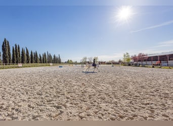 Winstgevende paardenstallen - Transitbedrijf