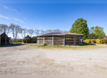 Winstgevende paardenstallen - Transitbedrijf