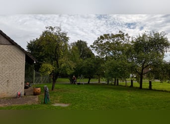 Woonhuis met paardenstal en weilanden in Hamminkeln-Brünen