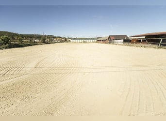 Zeldzame kans in Île-de-France