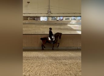 Zoek je een manege om te huren, pachten of te kopen?