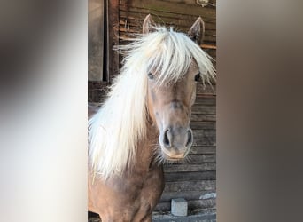 Tysk klassisk ponny, Sto, 2 år, 110 cm