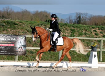 Tysk klassisk ponny, Valack, 7 år, 148 cm, fux