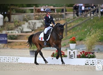 Deutsches Classic-Pony, Wallach, 9 Jahre, 148 cm, Brauner